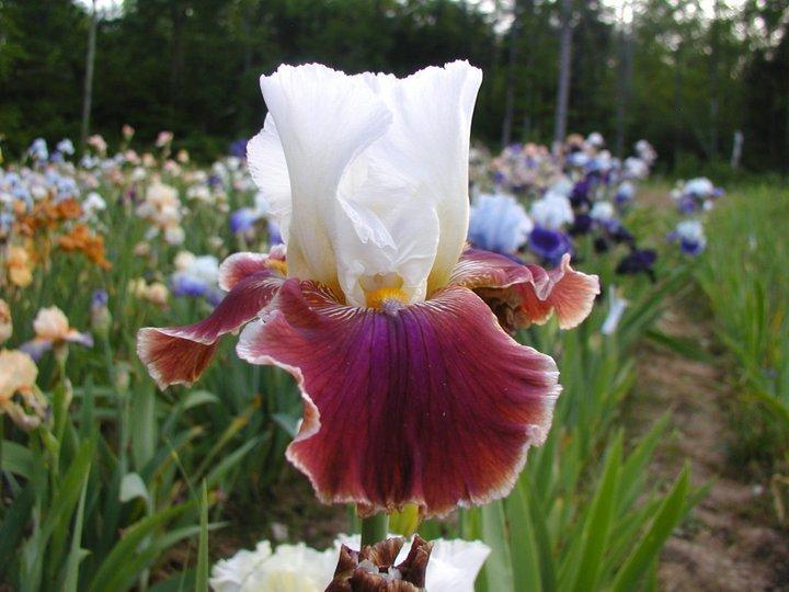 Photo of Tall Bearded Iris (Iris 'Blaze Valley') uploaded by Misawa77