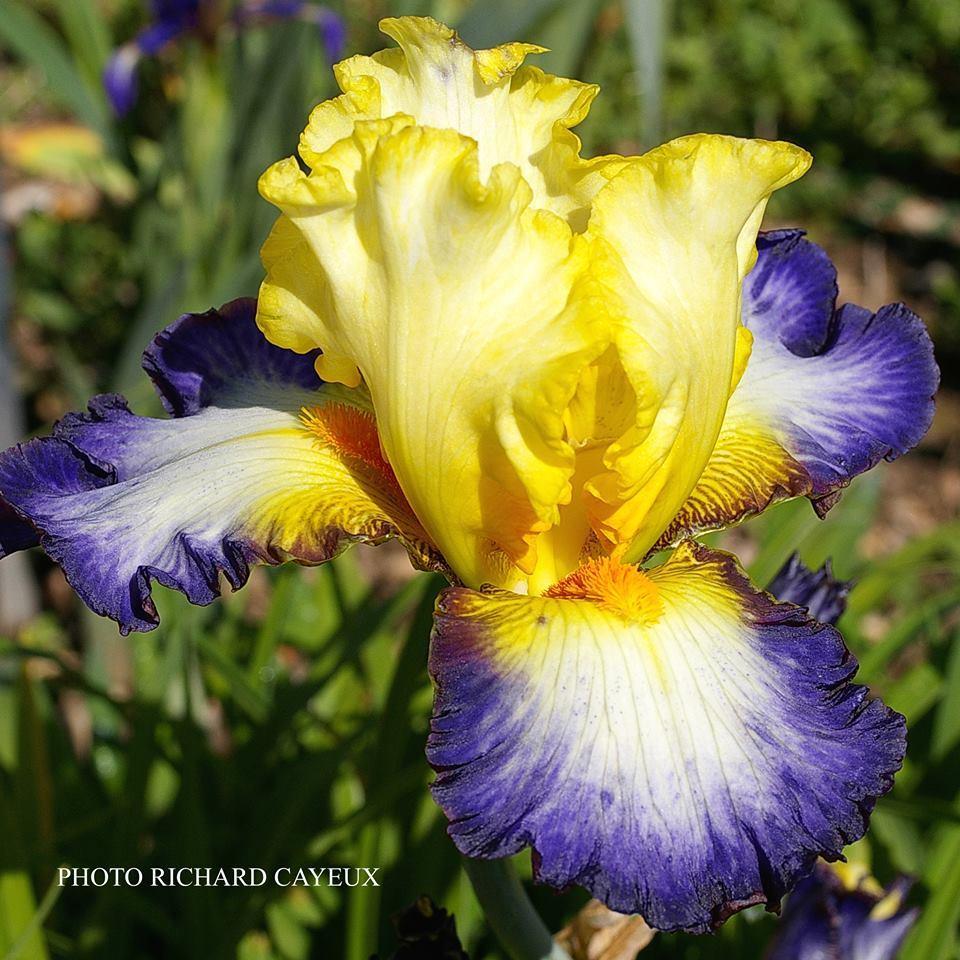Photo of Tall Bearded Iris (Iris 'Bientôt L'Été') uploaded by Misawa77