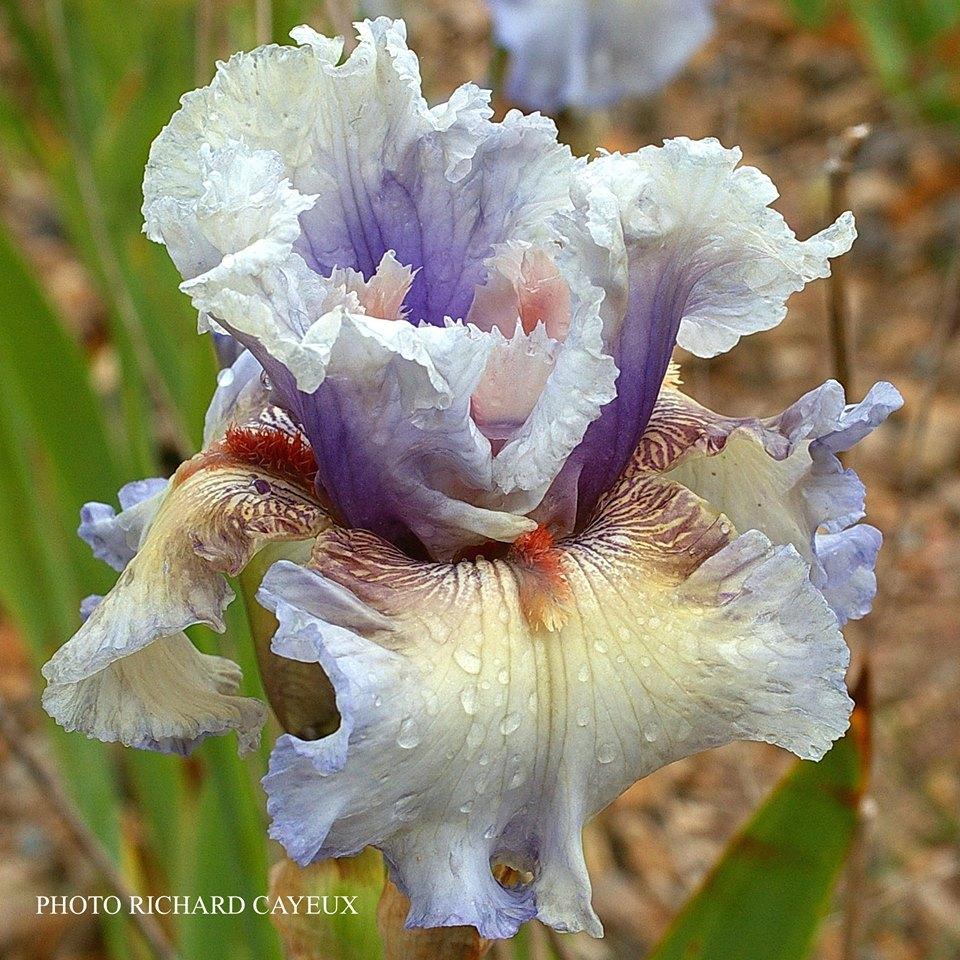 Photo of Tall Bearded Iris (Iris 'Buvard') uploaded by Misawa77