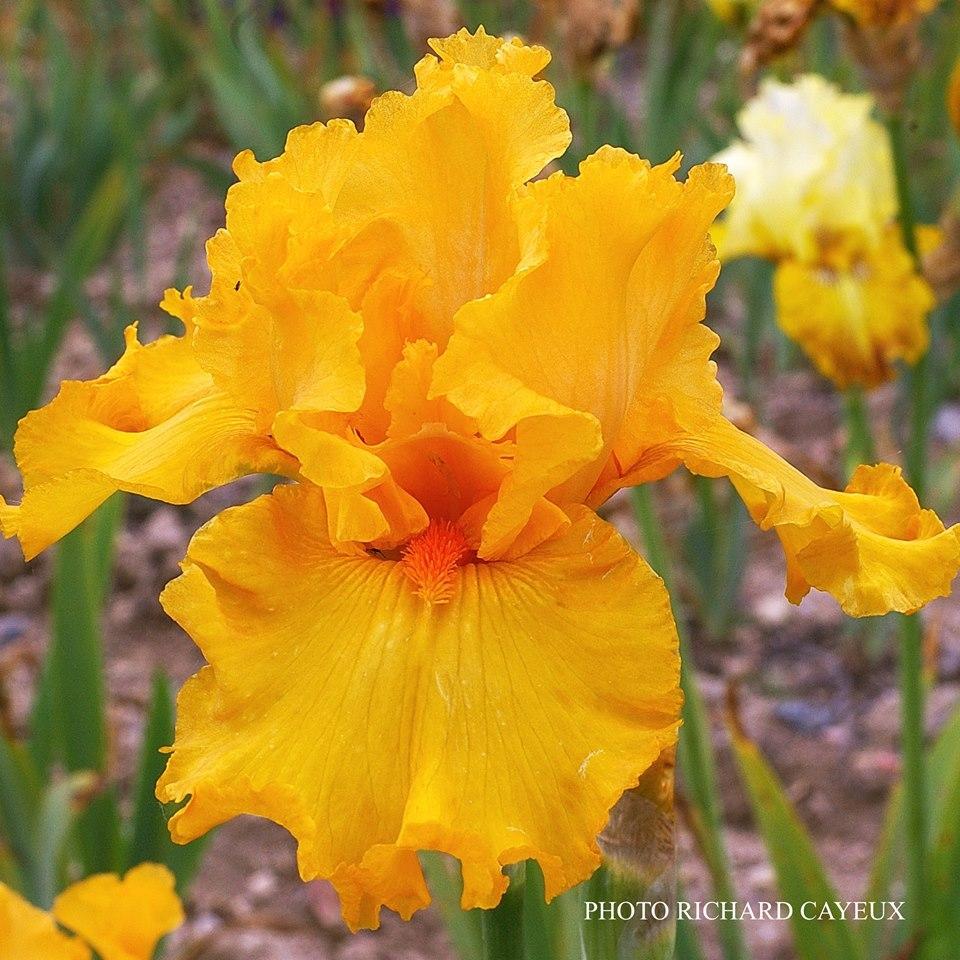 Photo of Tall Bearded Iris (Iris 'Air d'Été') uploaded by Misawa77