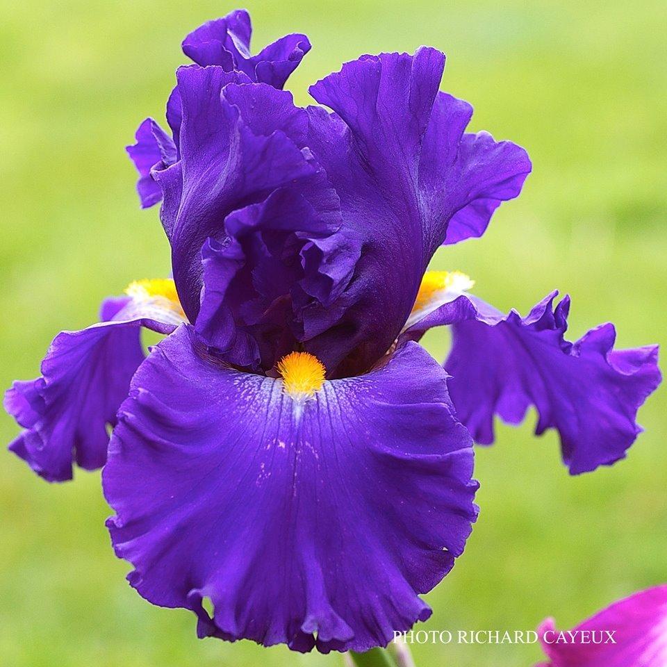 Photo of Tall Bearded Iris (Iris 'Chapiteau') uploaded by Misawa77