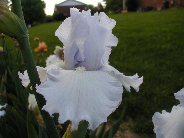 Photo of Tall Bearded Iris (Iris 'Sub-Zero') uploaded by Misawa77