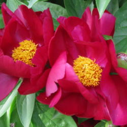 Location: The common garden peony or Chinese peony (Paeonia lactiflora 'Sorcerer' (syn. 'Lights Out')).
Date: 2010-05-16
Photo courtesy of: Bob Gutowski