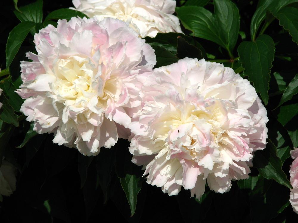 Photo of Peony (Paeonia lactiflora 'Shirley Temple') uploaded by admin