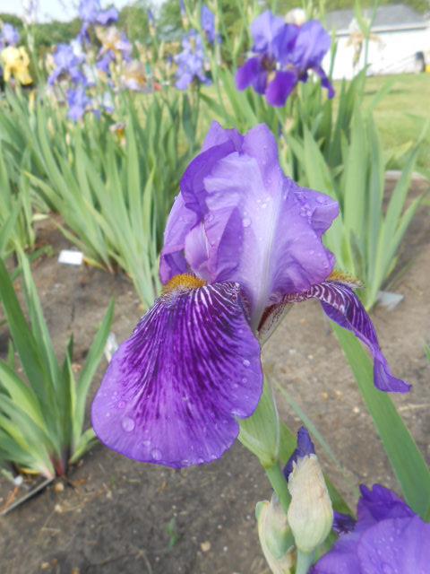 Photo of Tall Bearded Iris (Iris 'Monsignor') uploaded by crowrita1