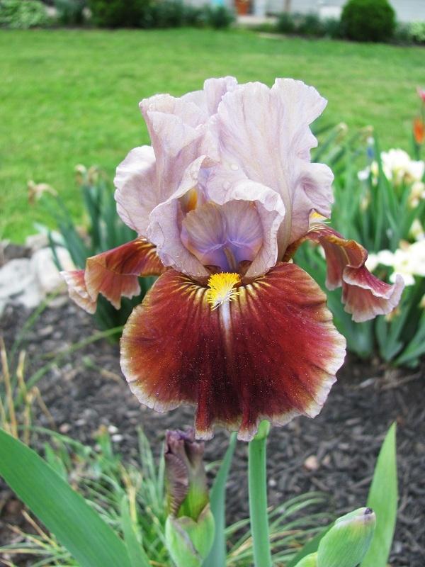 Photo of Intermediate Bearded Iris (Iris 'Man's Best Friend') uploaded by starwoman