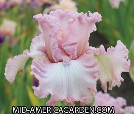 Photo of Tall Bearded Iris (Iris 'Fine Romance') uploaded by Calif_Sue