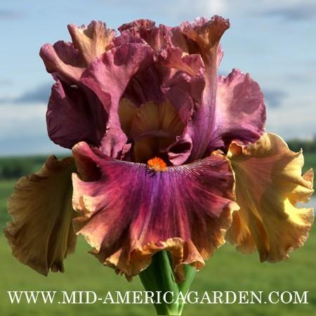 Photo of Tall Bearded Iris (Iris 'Fly Your Colors') uploaded by Calif_Sue
