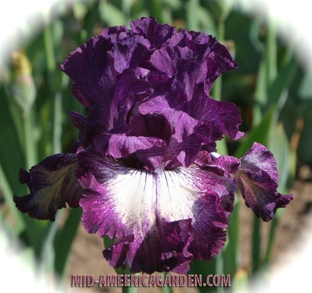 Photo of Tall Bearded Iris (Iris 'First Pick') uploaded by Calif_Sue
