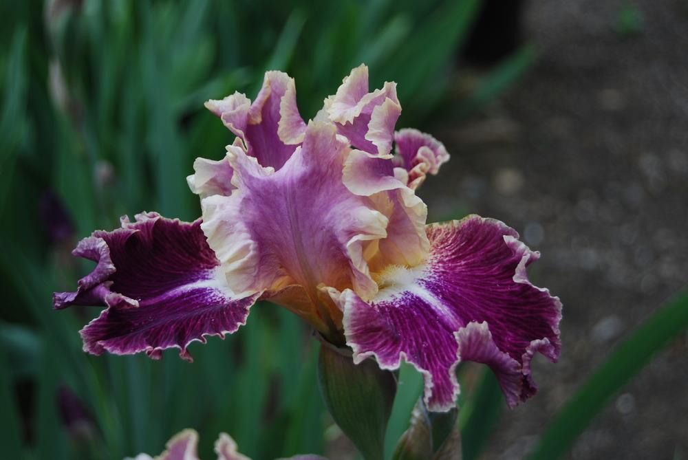 Photo of Tall Bearded Iris (Iris 'New Leaf') uploaded by Phillipb2