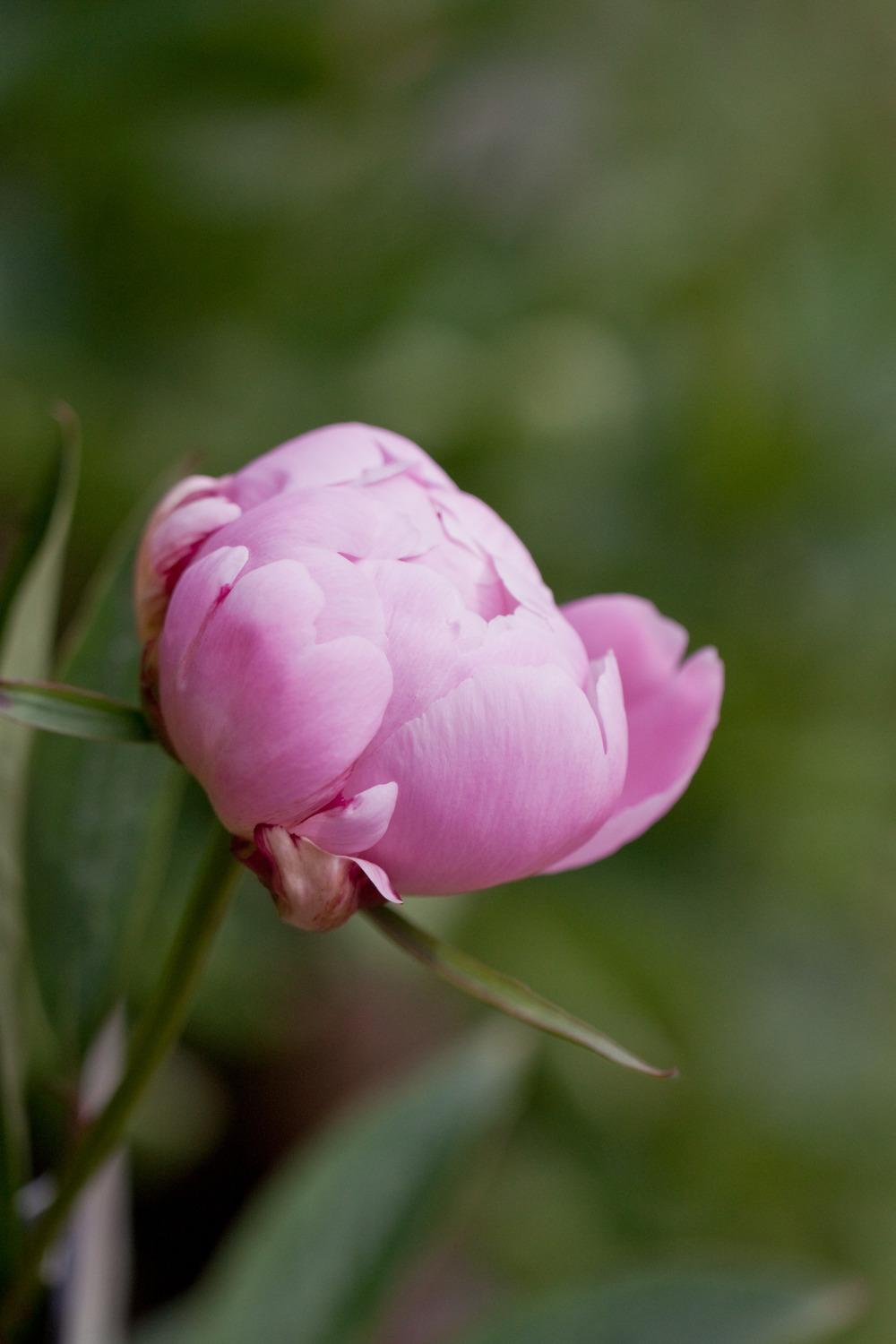 Photo of Chinese Peony (Paeonia lactifora 'Mrs. Franklin D. Roosevelt') uploaded by admin