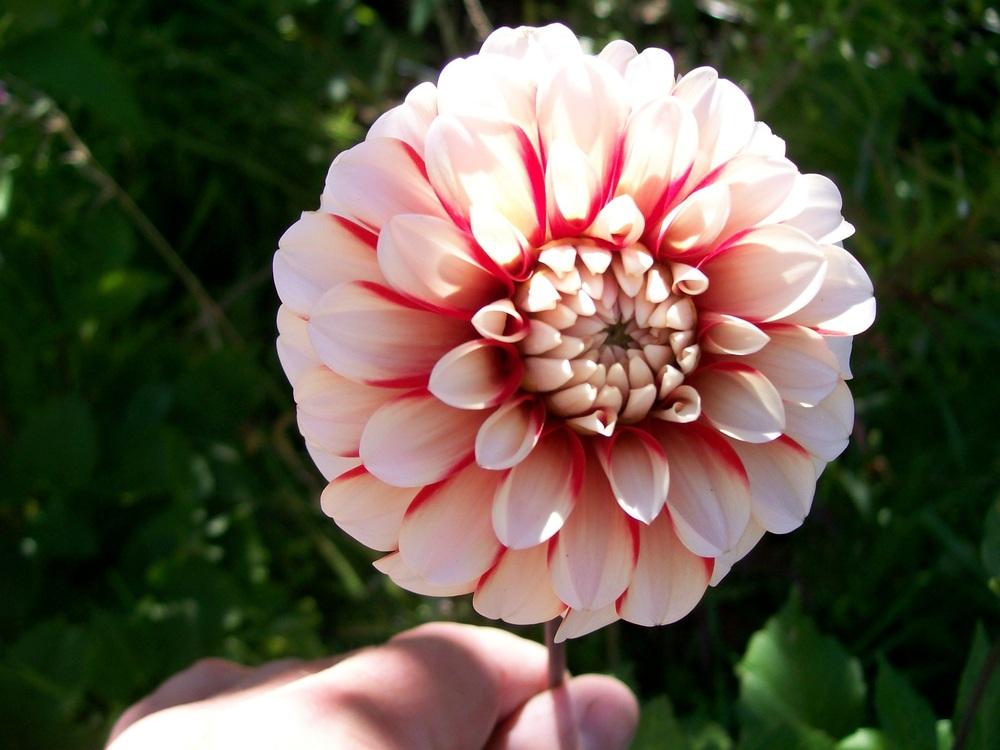 Photo of Dahlia 'Fire and Ice' uploaded by gwhizz