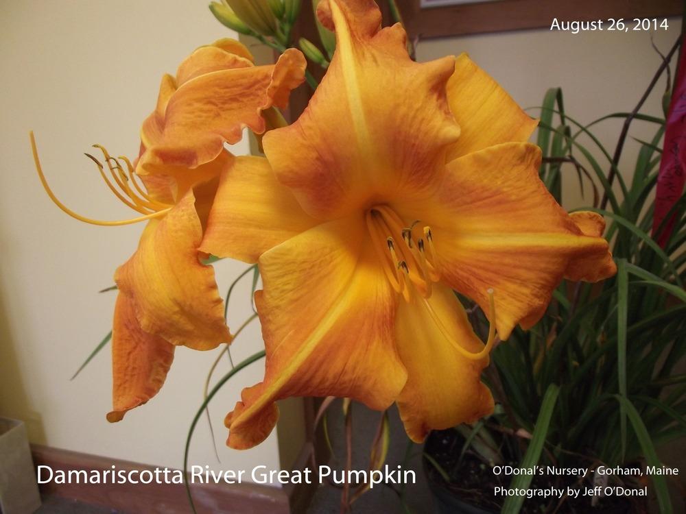 Photo of Daylily (Hemerocallis 'Damariscotta River Great Pumpkin') uploaded by mainer35