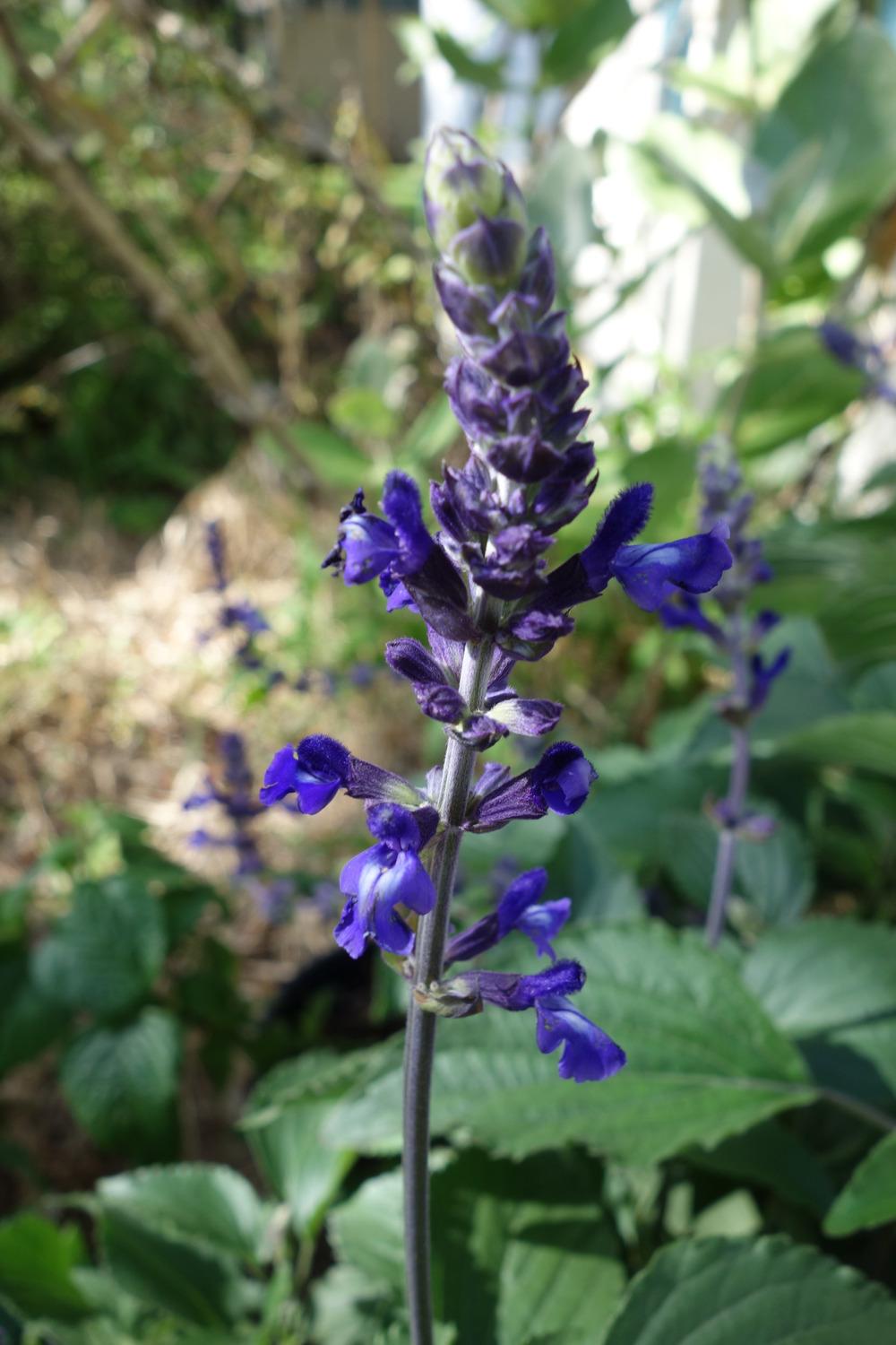 Photo of Sage (Salvia Mystic Spires Blue) uploaded by mellielong