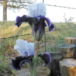 Location: north central Texas
Date: 2003-06-01
This iris was registered, but not introduced.