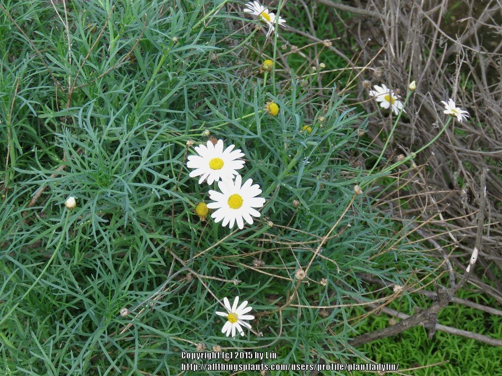 Photo of Marguerite Daisy (Argyranthemum frutescens) uploaded by plantladylin