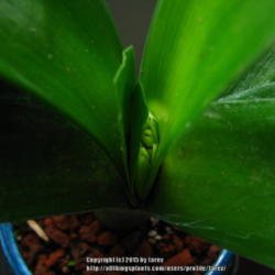 Location: Indoors - San Joaquin County, CA
Date: 2015-01-23 - Winter
Emerging buds showing up - Clivia miniata 'Solomone Yellow'