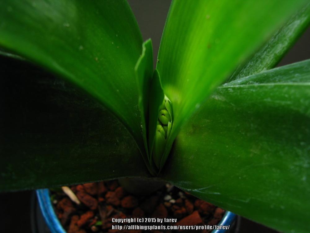 Photo of Clivia Lily (Clivia miniata 'Solomone Yellow') uploaded by tarev