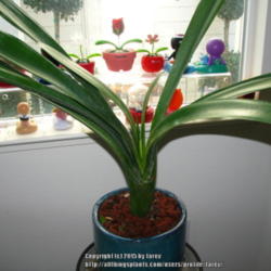 Location: Indoors by north facing bay window -San Joaquin County, CA
Date: 2015-01-23 - Winter
My Clivia 'Solomone Yellow' growing indoors