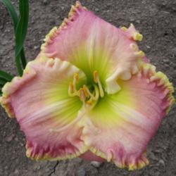 Location: Dreamy Daylilies - Chatham-Kent, Ontario   5b
Date: July 2014
1st bloom for us!