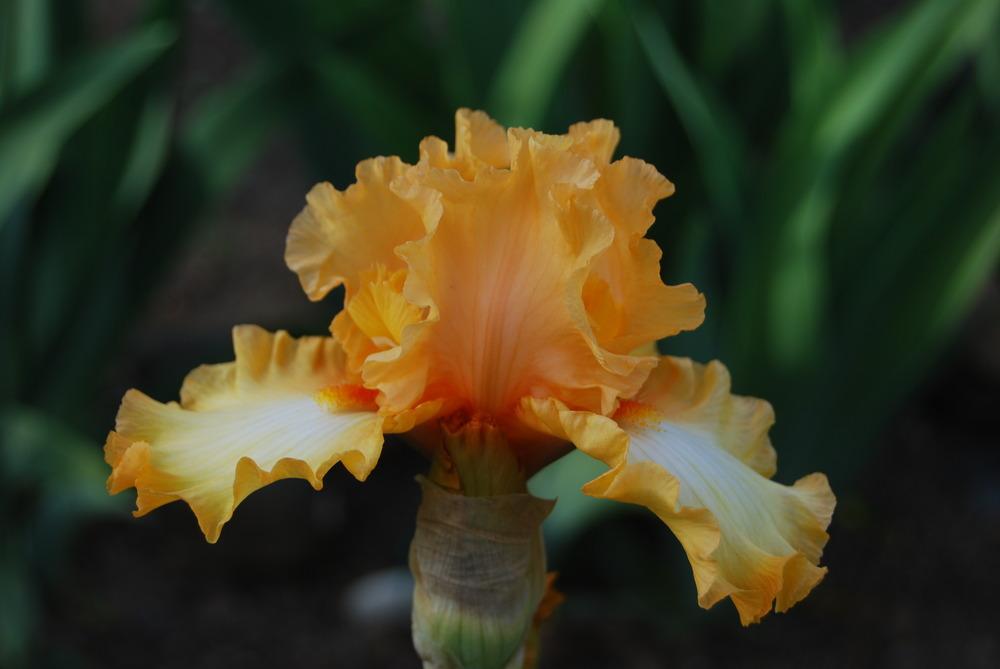Photo of Tall Bearded Iris (Iris 'New Direction') uploaded by Phillipb2