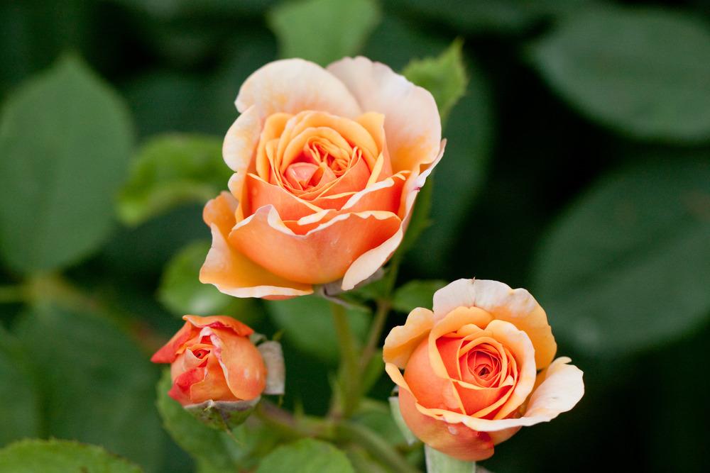 Photo of English Shrub Rose (Rosa 'Charles Austin') uploaded by admin