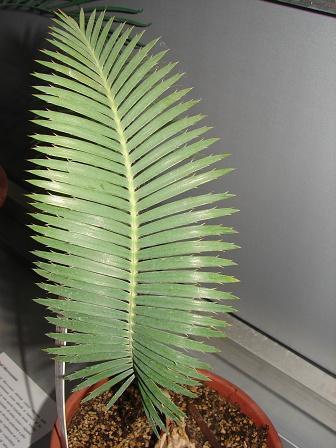 Photo of Cycad (Dioon merolae) uploaded by admin