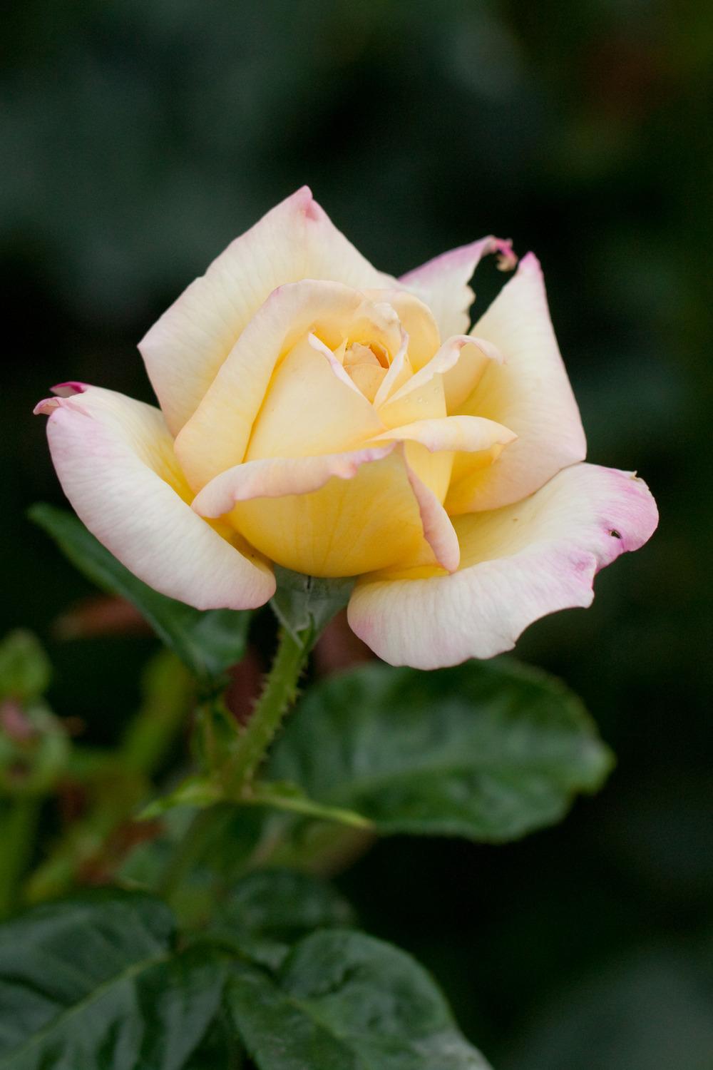 Photo of Hybrid Tea Rose (Rosa 'Peace') uploaded by admin