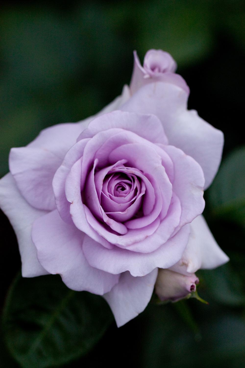 Photo of Rose (Rosa 'Blue Bajou') uploaded by admin