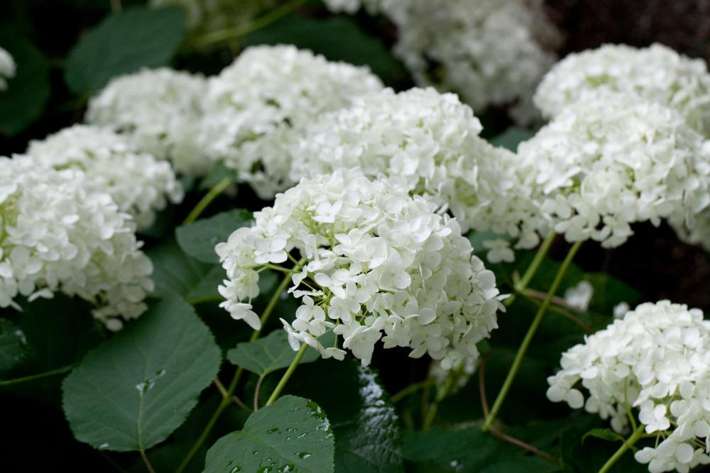 Photo of Smooth Hydrangea (Hydrangea arborescens 'Annabelle') uploaded by admin