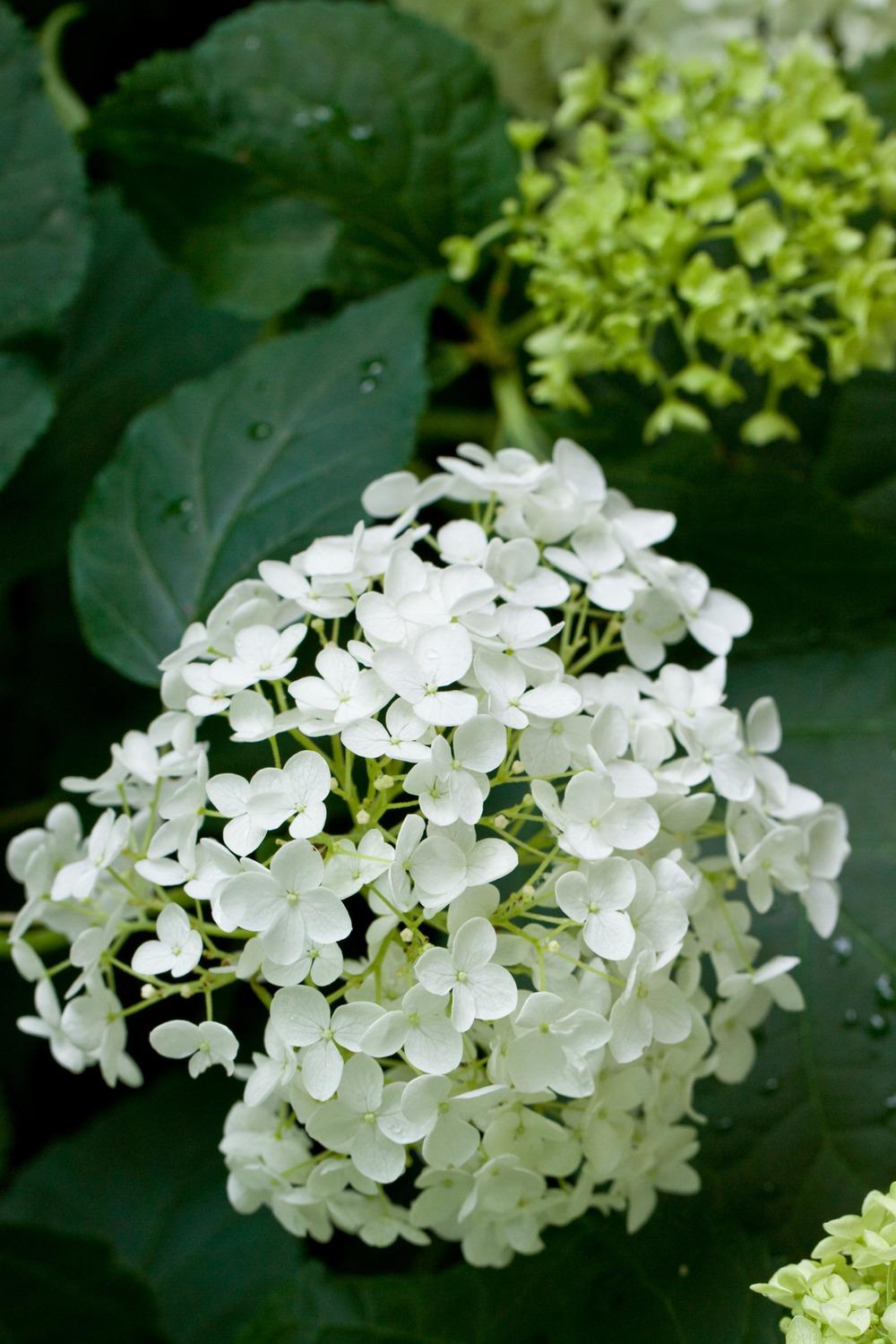 Photo of Smooth Hydrangea (Hydrangea arborescens 'Annabelle') uploaded by admin