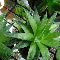 
Date: 2015-01-22
I believe this is gasteria aristata though there is no name on th