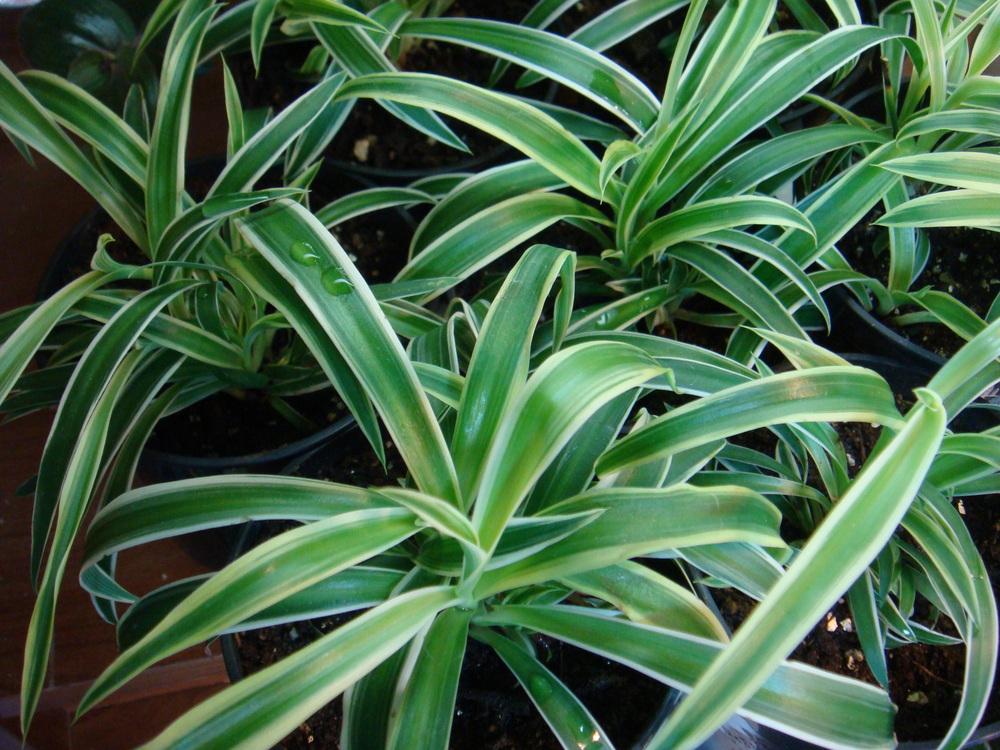 Photo of Spider Plant (Chlorophytum comosum) uploaded by indoorplants