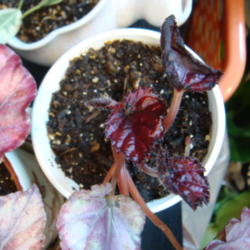 
Date: 2015-01-22
leaves are burgundy when they first appear