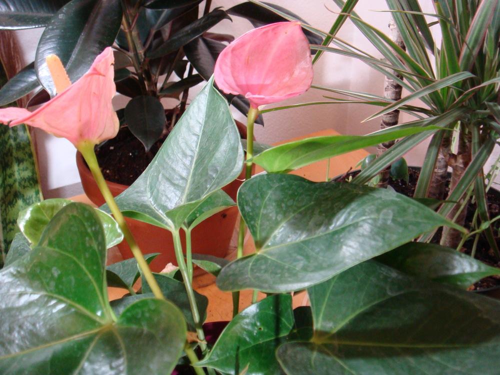 Photo of Anthuriums (Anthurium) uploaded by indoorplants