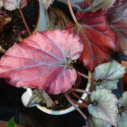 
Date: 2015-01-22
Some leaves are green-silver, others are pink-to-burgundy and sil