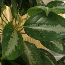 Uploaded by indoorplants
