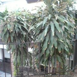 Location: Greenwood/Jamison Inn, Bowling Green, KY
Date: 2015-01-25
Growing inside giant atrium with pool and 2 hot tubs.