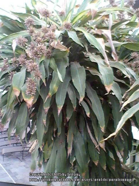 Photo of Corn Plant (Dracaena fragrans) uploaded by purpleinopp