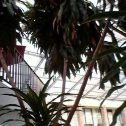 Location: Greenwood/Jamison Inn, Bowling Green, KY
Date: 2015-01-25
Growing inside giant atrium with pool and 2 hot tubs.