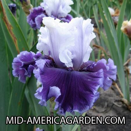 Photo of Tall Bearded Iris (Iris 'Glamorama') uploaded by Calif_Sue