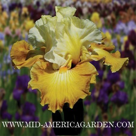 Photo of Tall Bearded Iris (Iris 'Genealogy') uploaded by Calif_Sue