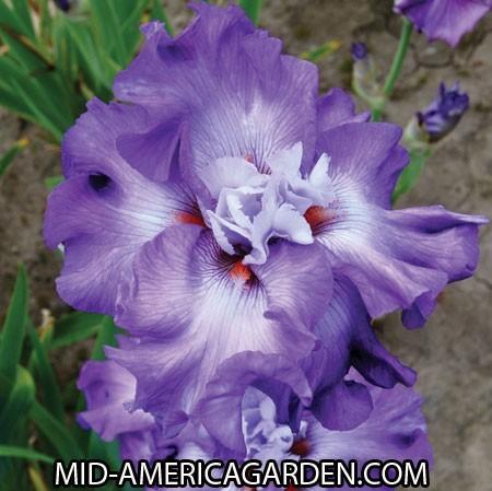 Photo of Tall Bearded Iris (Iris 'Full Disclosure') uploaded by Calif_Sue