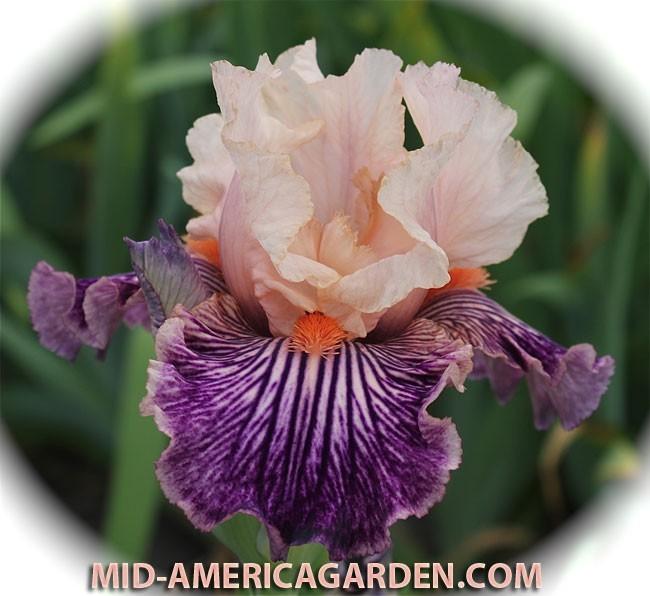Photo of Tall Bearded Iris (Iris 'Get Rhythm') uploaded by Calif_Sue