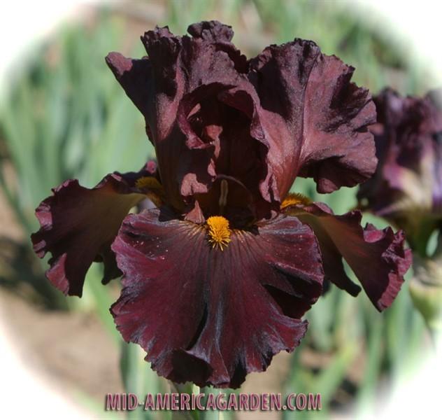 Photo of Tall Bearded Iris (Iris 'Hearty Burgundy') uploaded by Calif_Sue