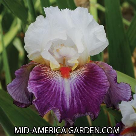 Photo of Tall Bearded Iris (Iris 'Giorgio') uploaded by Calif_Sue