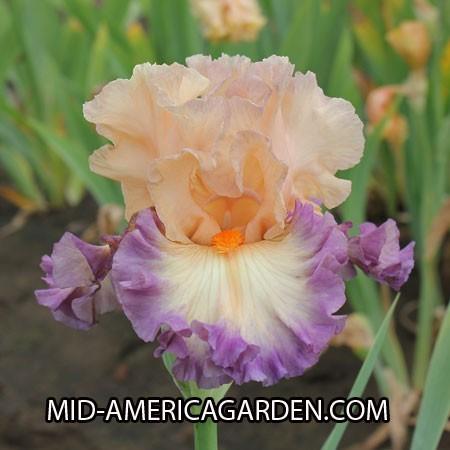 Photo of Tall Bearded Iris (Iris 'Illusionist') uploaded by Calif_Sue