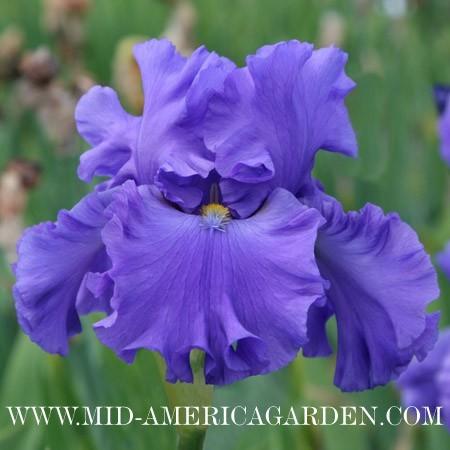 Photo of Tall Bearded Iris (Iris 'Flying First Class') uploaded by Calif_Sue