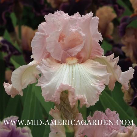Photo of Tall Bearded Iris (Iris 'Heart of Glass') uploaded by Calif_Sue