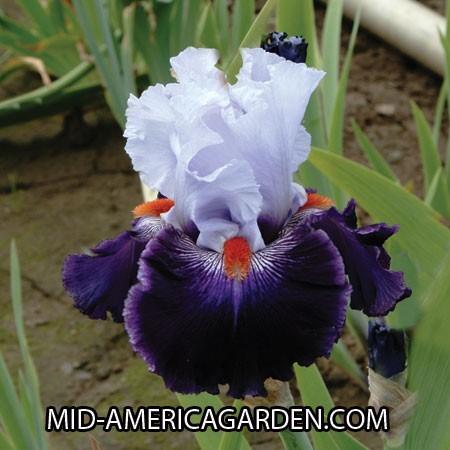 Photo of Tall Bearded Iris (Iris 'Honourable Lord') uploaded by Calif_Sue